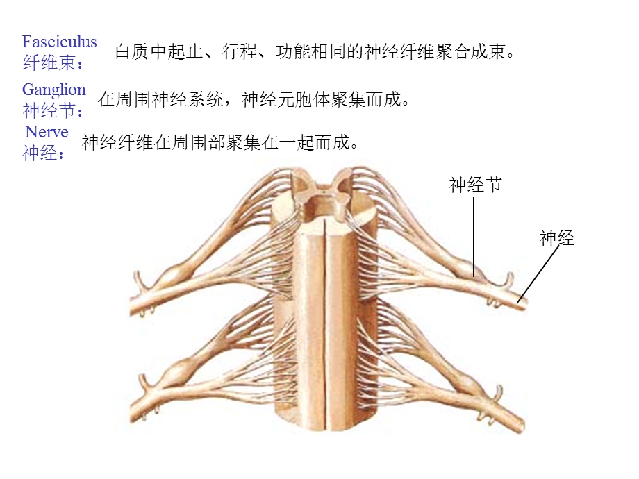 最新总论与脊髓课件PPT文档.ppt_第2页