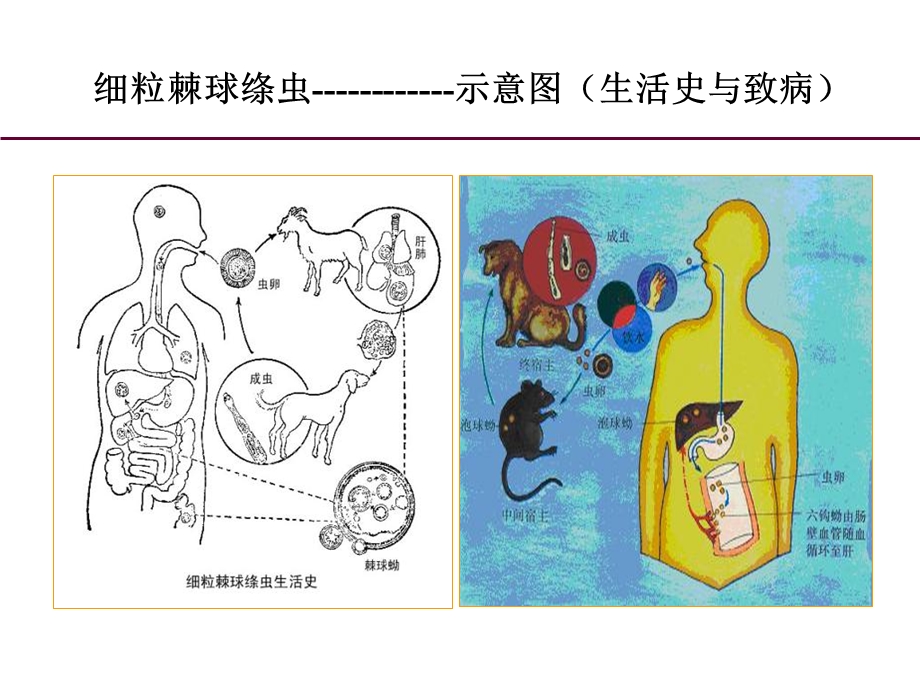 棘球绦虫临床PPT文档.ppt_第3页