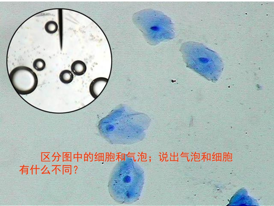 最新细胞膜的基本结构PPT文档.ppt_第2页