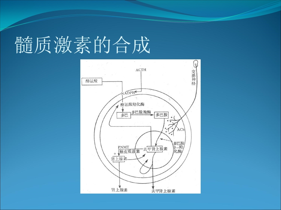 最新肾上腺髓质激素PPT文档.ppt_第2页