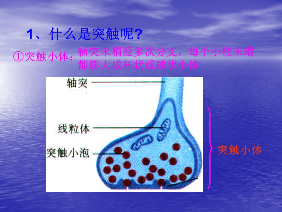 生物：21通过神经系统的调节课件精选文档.ppt_第3页