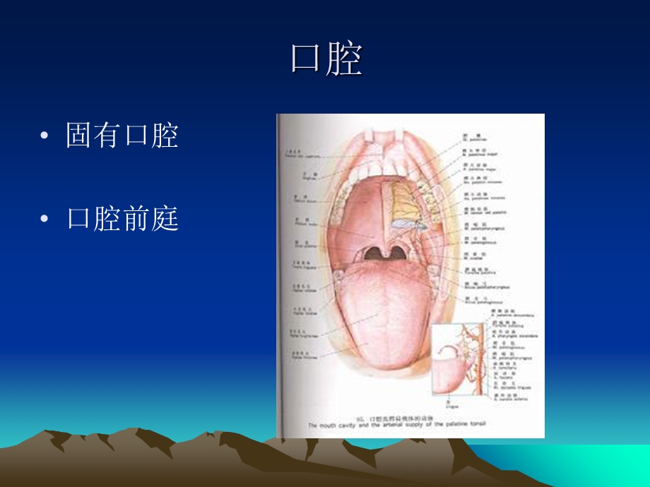 口腔颌面部解剖学文档资料.ppt_第2页