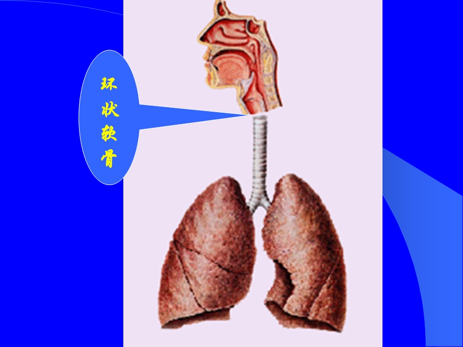 第七章呼吸系统疾病文档资料.ppt_第2页