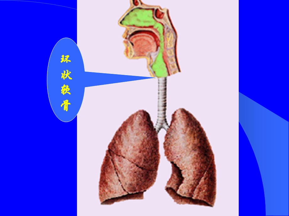 第七章呼吸系统疾病文档资料.ppt_第3页