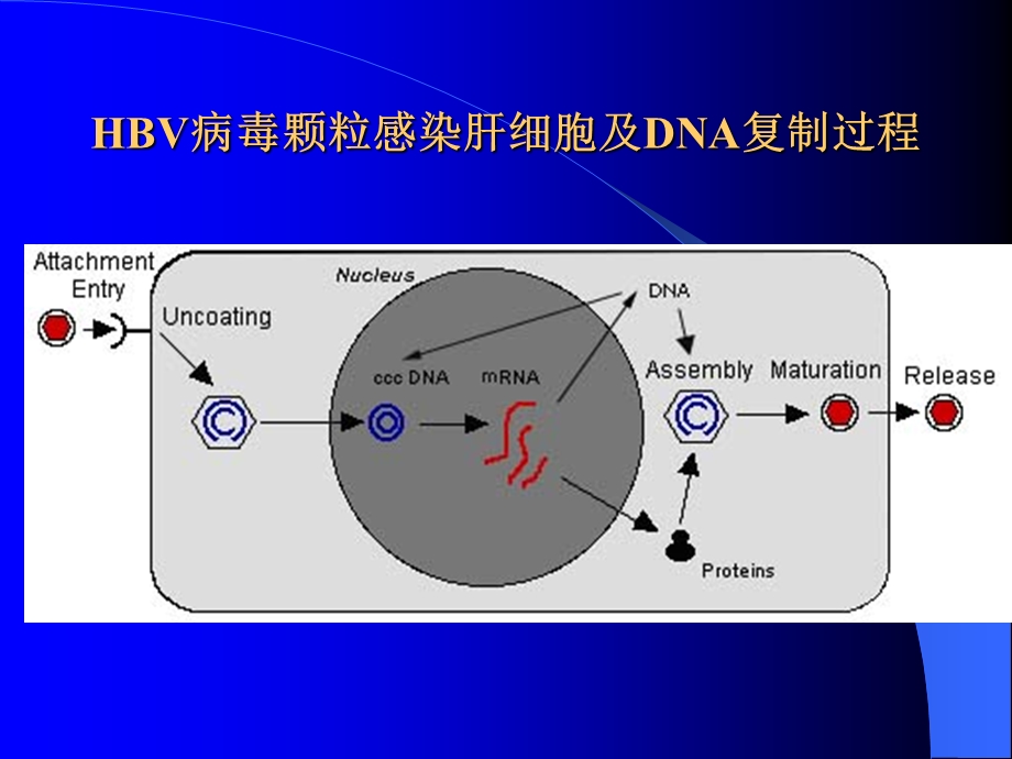 最新拉米夫啶耐药及实验检测PPT文档.ppt_第2页