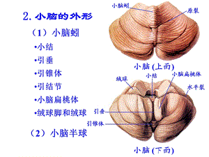 人体解剖学：小脑、间脑精选文档.ppt