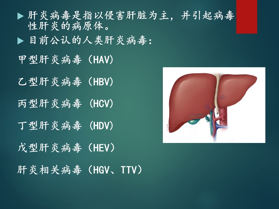 临床病原学肝炎病毒PPT文档资料.ppt_第2页