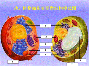 32细胞器——系统内的分工合作课件文档资料.ppt