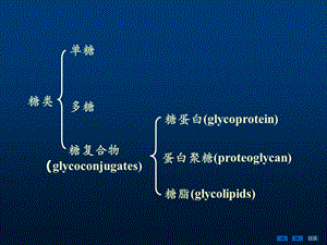 最新第19章糖蛋白、蛋白聚糖和细胞外基质PPT文档.ppt