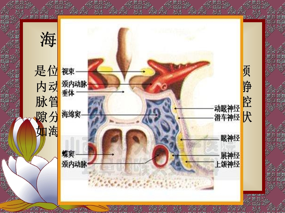 最新颈动脉海绵窦瘘PPT文档.ppt_第1页