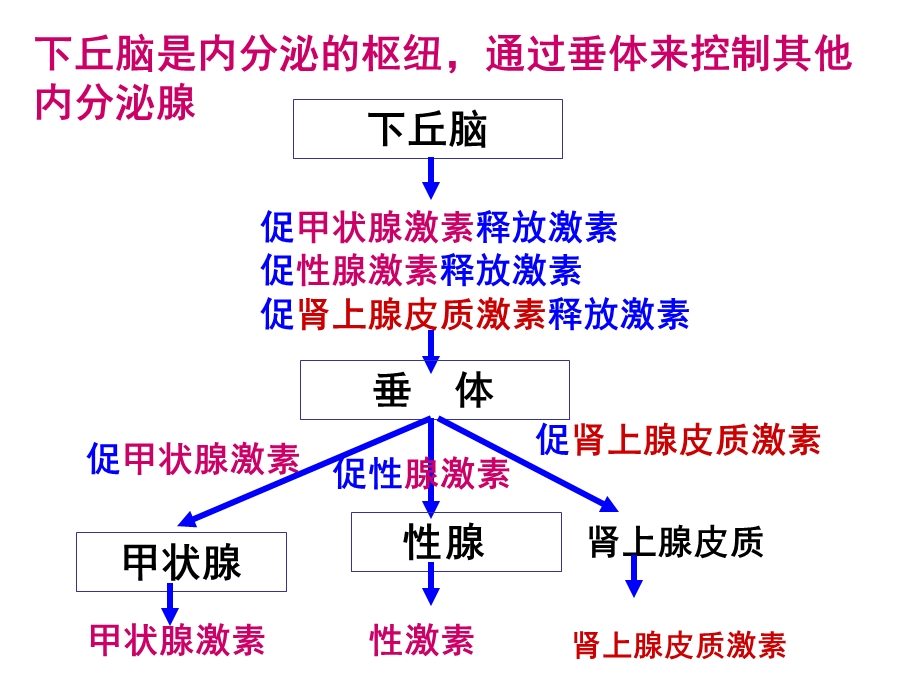 最新下丘脑功能PPT文档.ppt_第1页