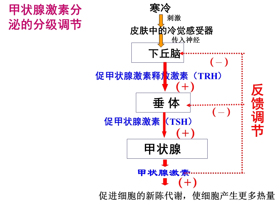 最新下丘脑功能PPT文档.ppt_第2页