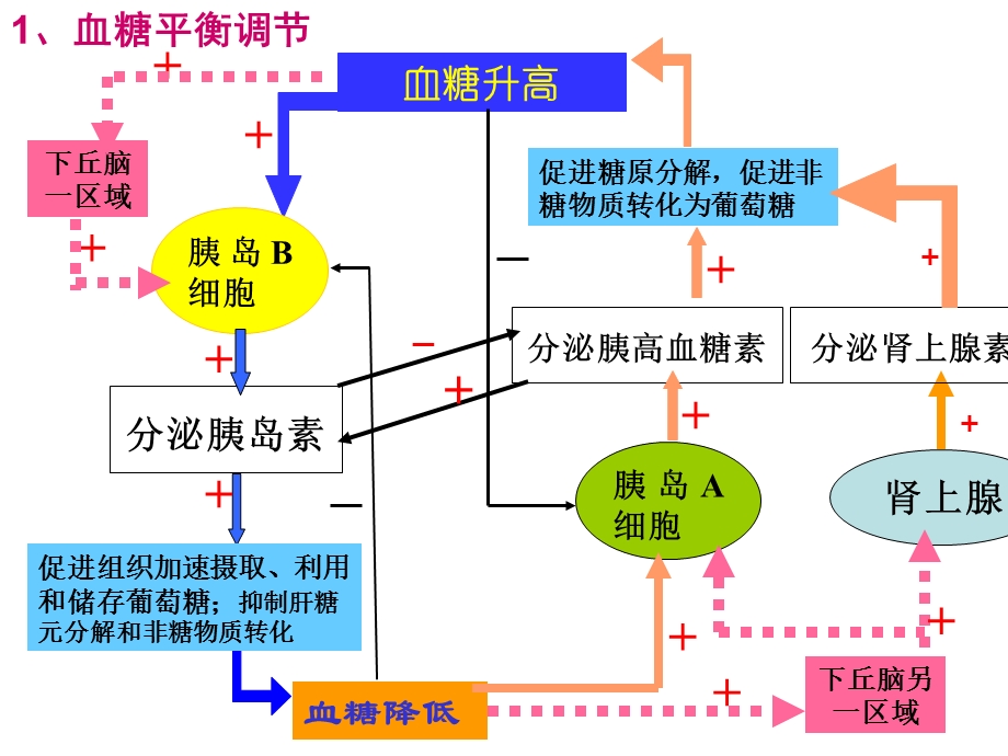 最新下丘脑功能PPT文档.ppt_第3页