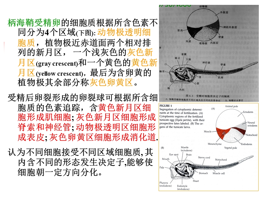 A第7章细胞的自主特化精选文档.ppt_第3页