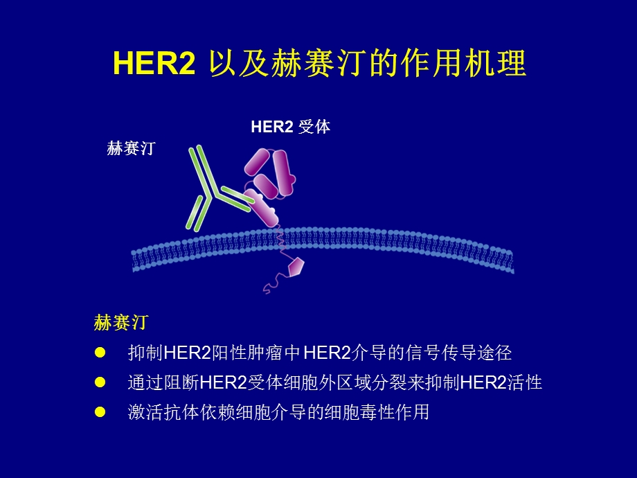 最新一项在HER2受体阳性晚期胃癌中采用标准化疗联合赫赛汀作为一线治疗方案III期临床研究PPT文档.ppt_第2页