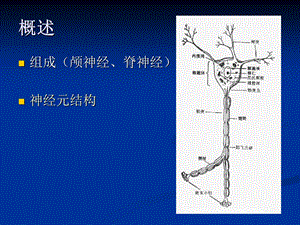 周围神经病华山医院神经内科文档资料.ppt