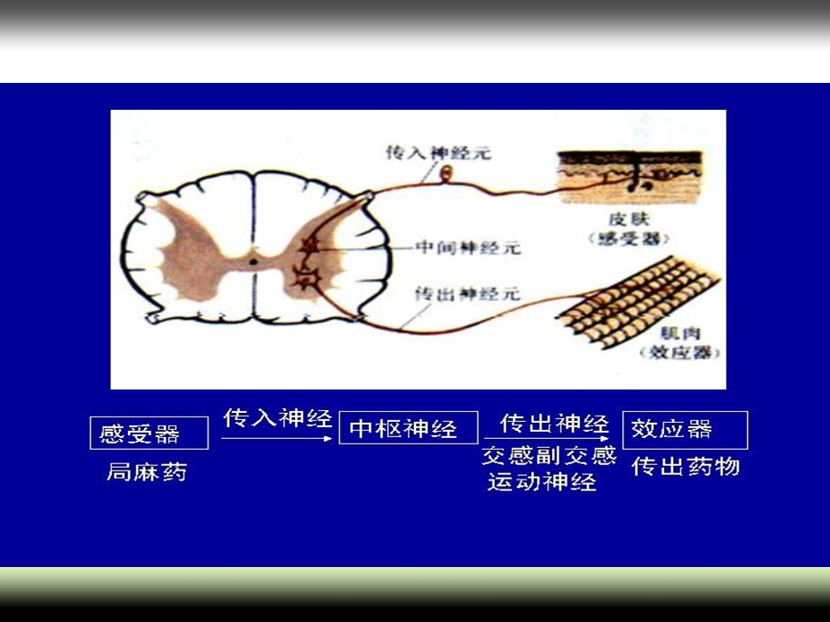 第二章外周神经系统药物文档资料.ppt_第2页