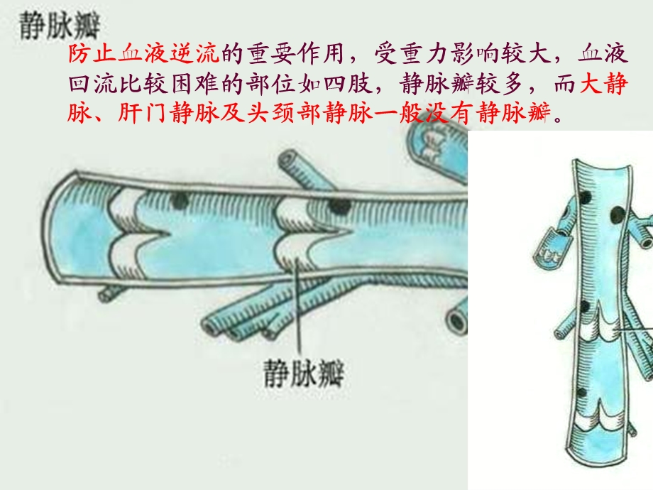 心血管系统静脉文档资料.ppt_第2页