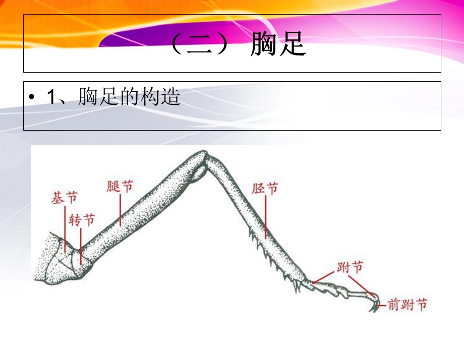 昆虫的胸部PPT课件.ppt_第1页