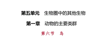 人教版八年级生物上册同步导学课件：5.1.6　鸟(共19张PPT).pptx