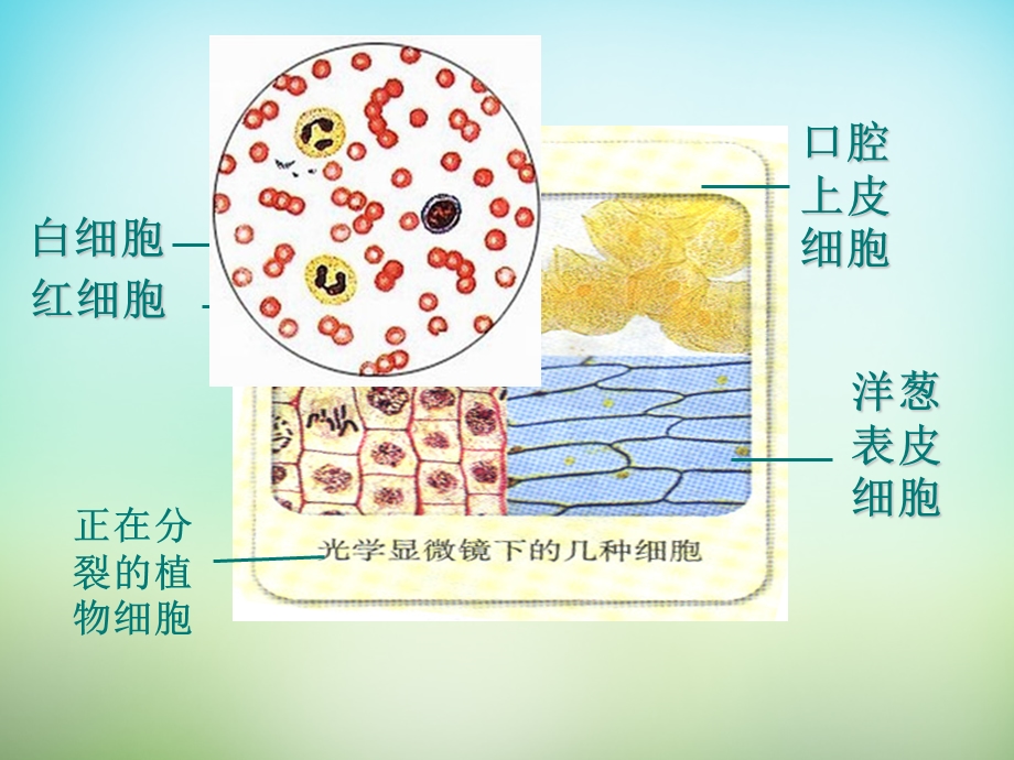 最新：【人教版】高中生物必修一：1.2细胞的多样性和统一性ppt课件文档资料.ppt_第1页