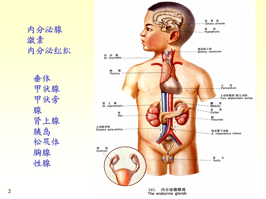 最新：内分泌06文档资料.ppt_第2页