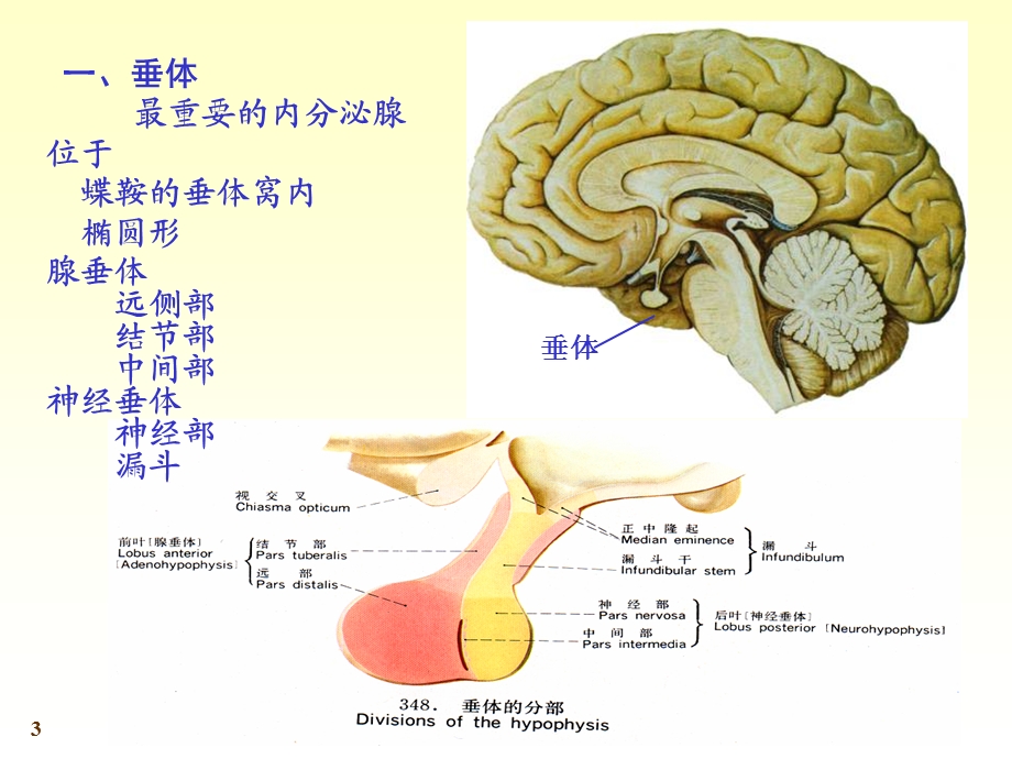 最新：内分泌06文档资料.ppt_第3页