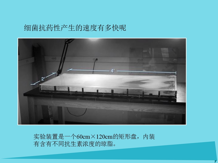 江苏省启东市高中生物第一章遗传因子的发现1.1抗生素的合理使用课件新人教版必修精选文档.ppt_第2页