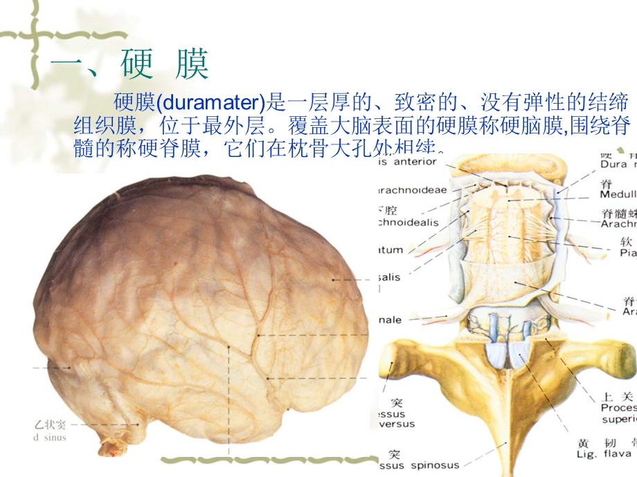 最新J脑和脊髓的被膜2PPT文档.ppt_第2页