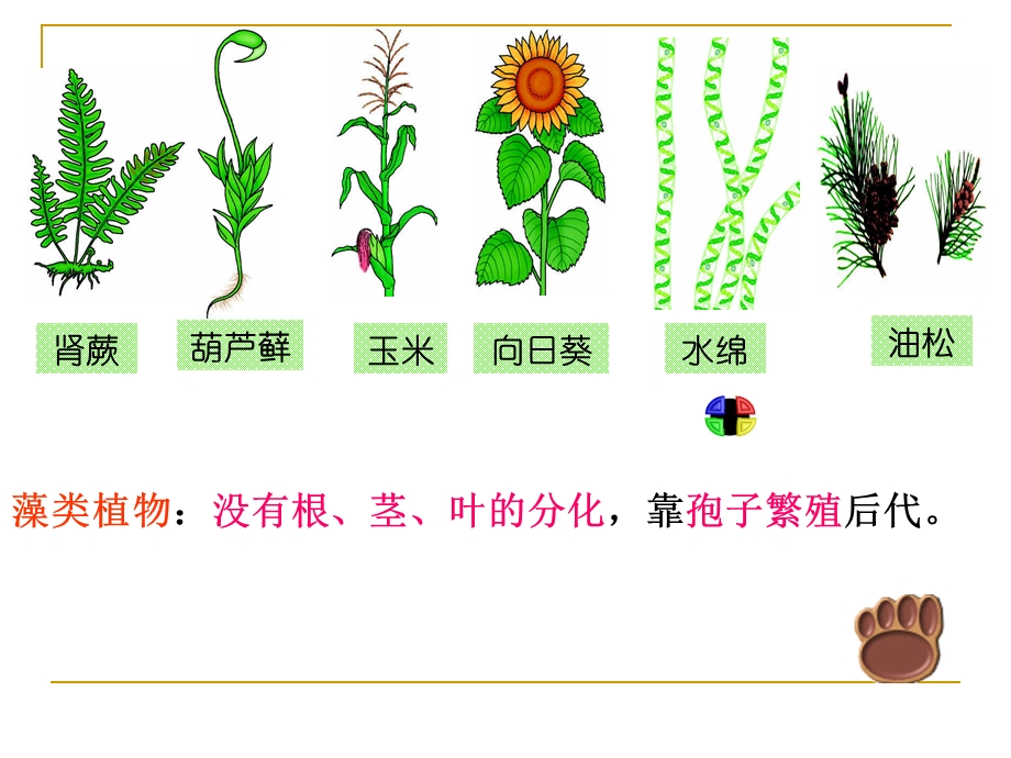 八年级生物尝试对生物进行分类.ppt_第3页