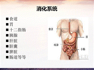 最新消化系统疾病病例分析PPT文档.ppt