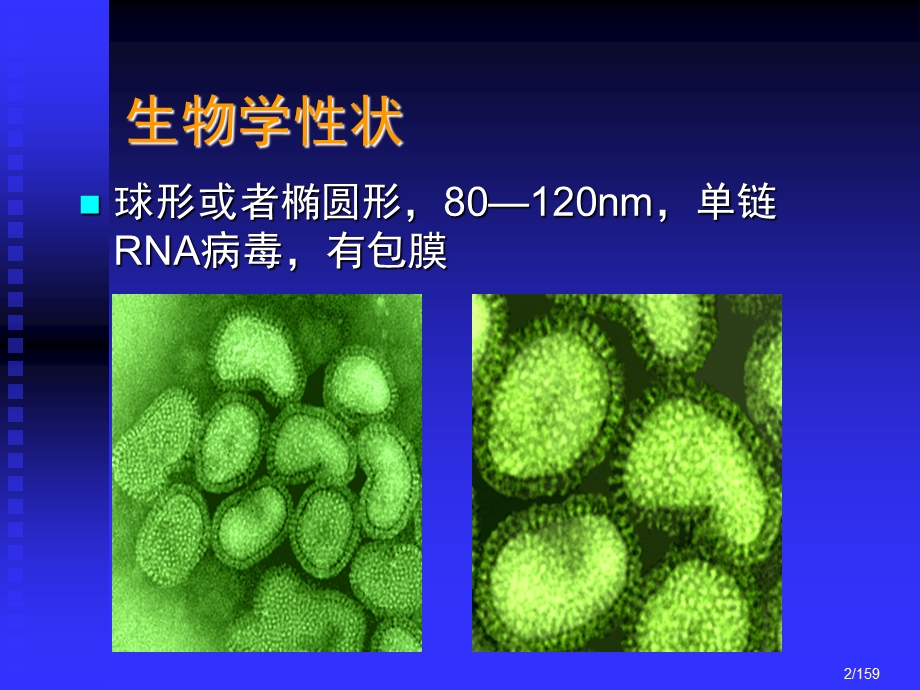 第七章常见病毒文档资料.ppt_第2页