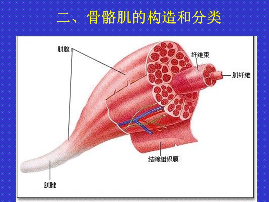 昆医系统解剖学课件肌学PPT文档.ppt_第3页