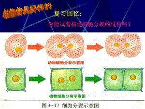 冀教版七年级生物上册第二章第二节细胞分化形成组织课件1PPT课件.ppt