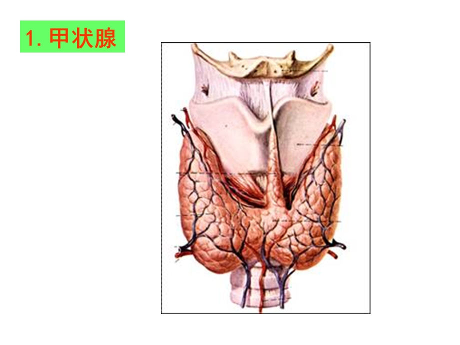 内分泌系统 PPT文档.ppt_第3页