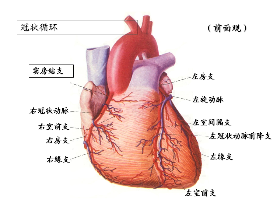 最新：心电图件11心肌缺血梗死文档资料.ppt_第2页