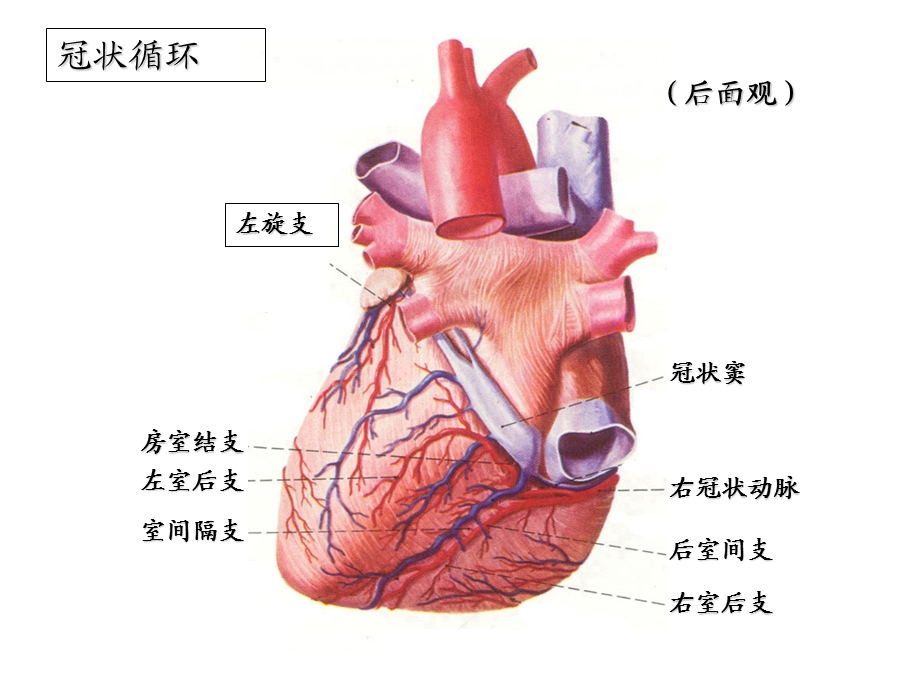 最新：心电图件11心肌缺血梗死文档资料.ppt_第3页