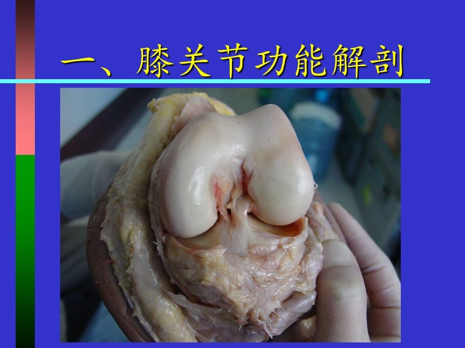 最新：膝关节生物力学和人工膝关节置换文档资料.ppt_第1页