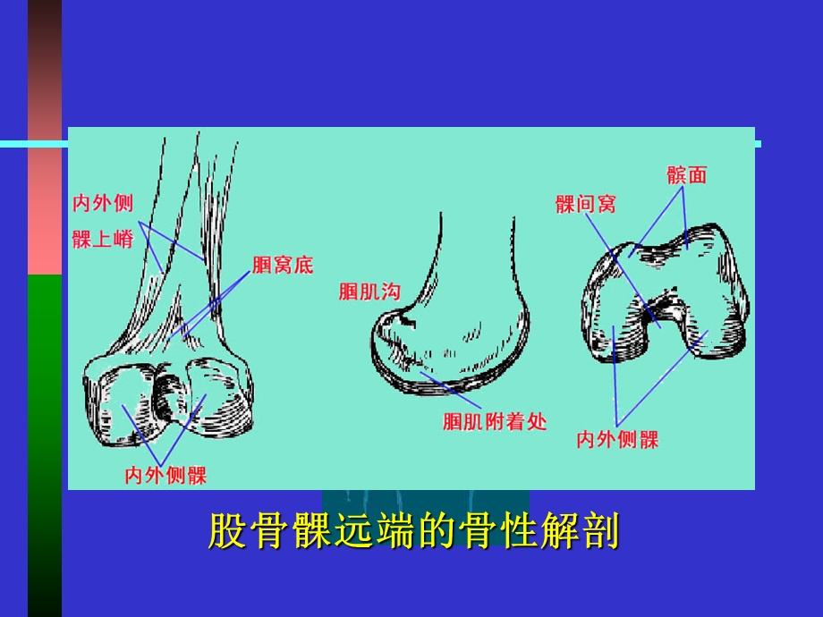 最新：膝关节生物力学和人工膝关节置换文档资料.ppt_第2页