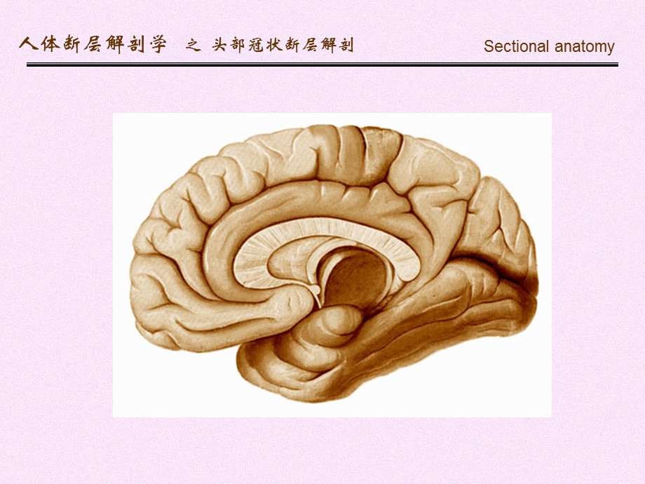 人体断面解剖学头部冠状断层解剖精选文档.ppt_第2页