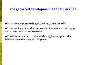 最新III生殖细胞发生与受精IPPT文档.ppt