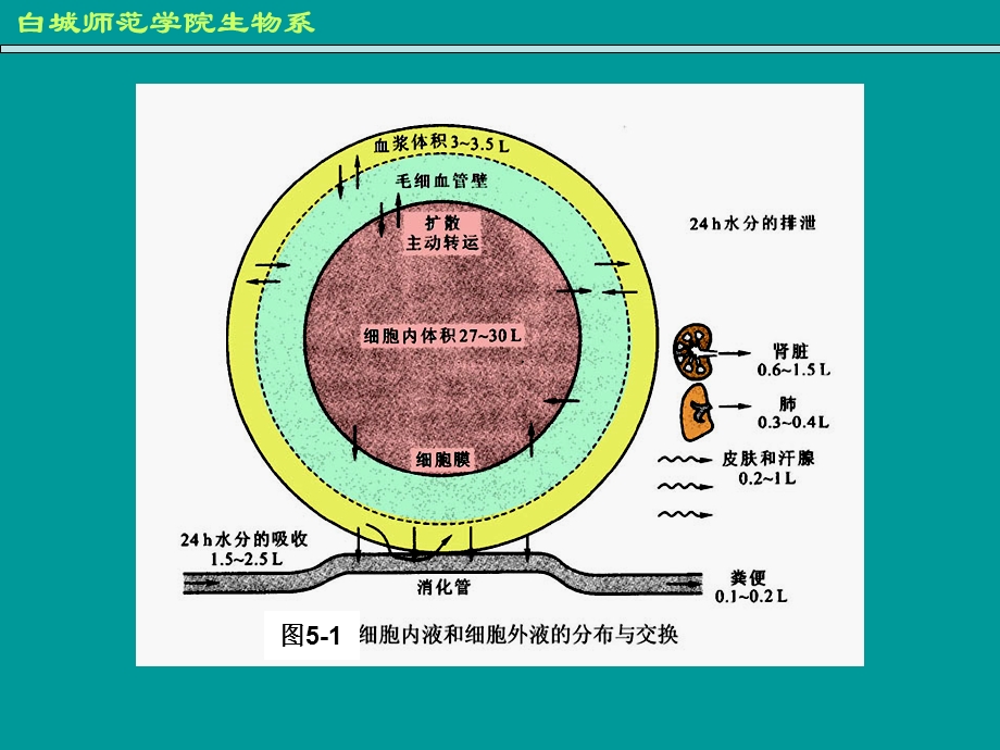 第五章血液生理名师编辑PPT课件.ppt_第3页