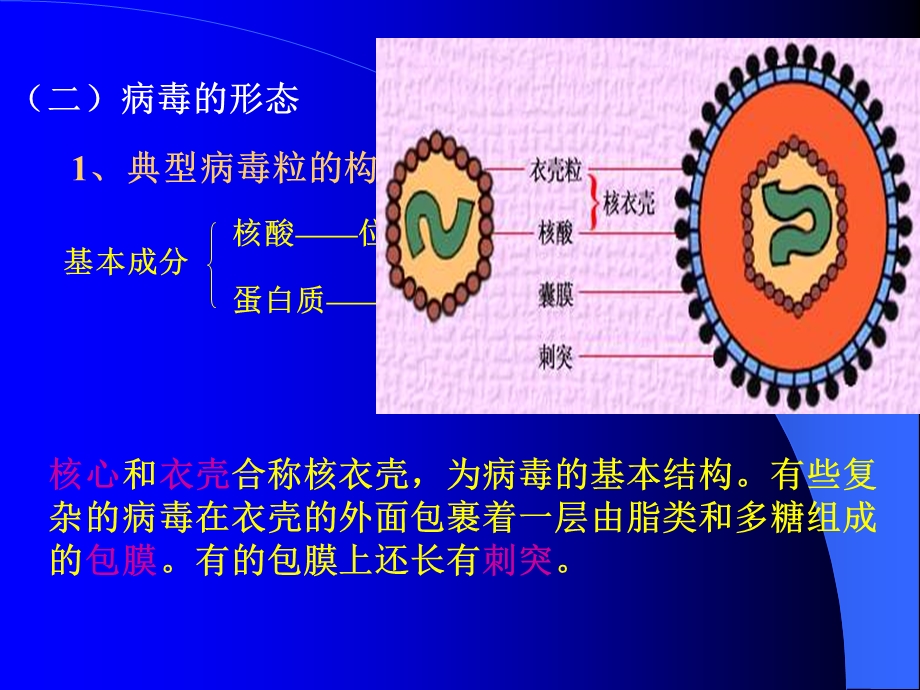 最新第三章病毒和亚病毒PPT文档.ppt_第3页