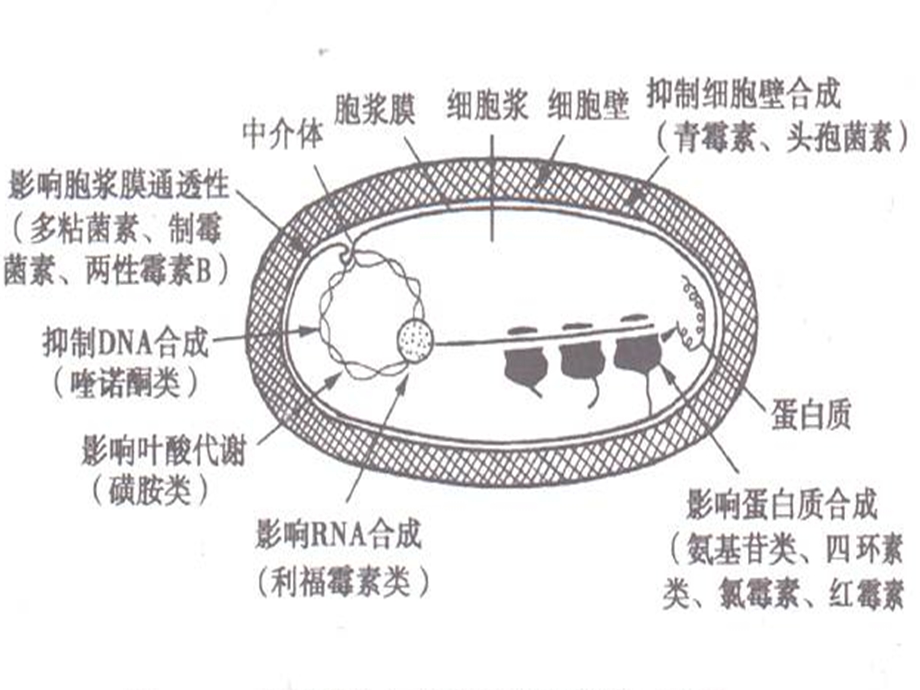 抗生素的概述PPT文档.ppt_第2页