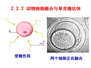 最新最新：222动物细胞融合与单克隆抗体文档资料PPT文档.ppt