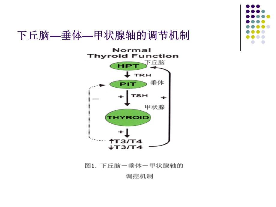 标记免疫分析临床意义简介精选文档.ppt_第3页