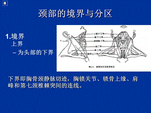 最新局解验颈部PPT文档.ppt