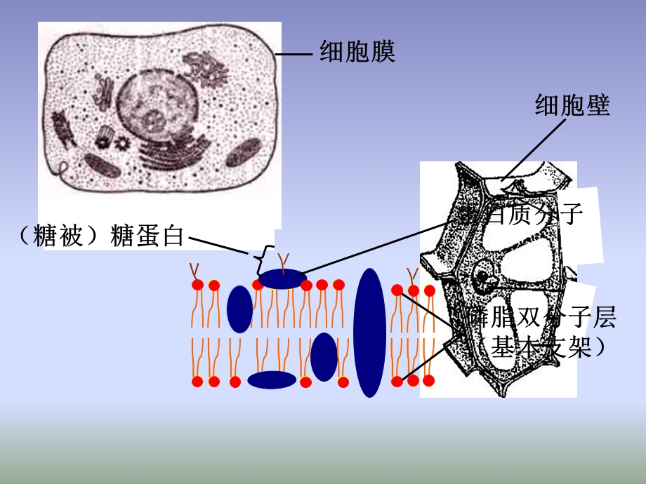 32,2细胞zhi和细胞qi文档资料.ppt_第2页