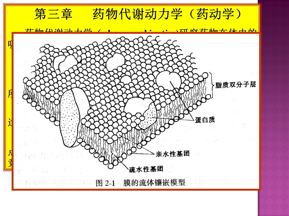 第3章药物代谢动力学1名师编辑PPT课件.ppt_第3页