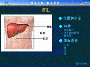 乙肝基础知识PPT课件.ppt